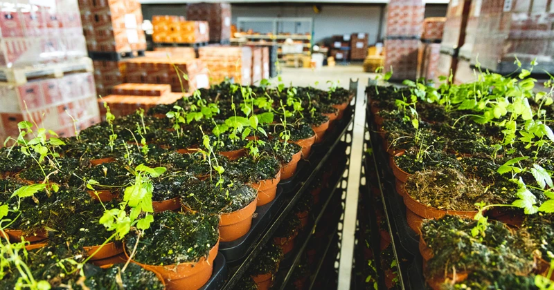 Klop-Hop wordt verspreid onder fans van de brouwerij en wordt in eigen tuin verder geteeld. Van de bellen wordt Fresh Hop bier gemaakt.